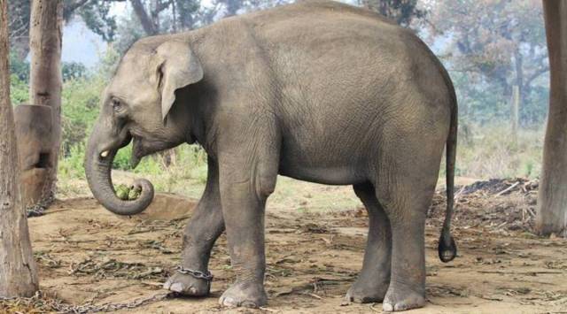Gujarat elephant, Moti, Delhi HC on Moti elephant, Yamuna Nagar elephant, Gujarat’s Radha Krishan Temple Elephant Welfare Trust, Indian express