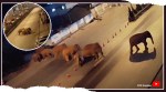 elephant herd china, elephant herd escape, elephant herd, elephant herd cities, elephant escape, elephant climate change, elephant videos, viral videos, trending videos, trending news, Indian Express news,