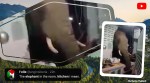 elephant kitchen Thailand, elephant in the wall Thailand, elephant breaks wall Thailand, elephant kitchen, elephant Thailand, elephant food, elephants, elephants hole in kitchen, elephants videos, human and elephant, viral videos, trending videos, trending news, Indian Express news