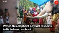 Watch this elephant pay last respects to its beloved mahout