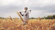 Maharashtra Farmers In A Bind As Cooperative Banks Lag In Crop Loan 