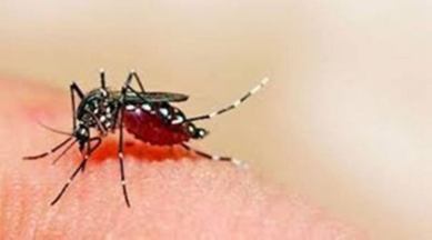 transmission of dengue and malaria, trasmission of vector-borne diseases, dengue, malaria and covid-19, how to avoid dengue infection, how to avoid malaria infection, covid symptoms and malaria symptoms, covid symptoms and dengue symptoms, indianexpress.com