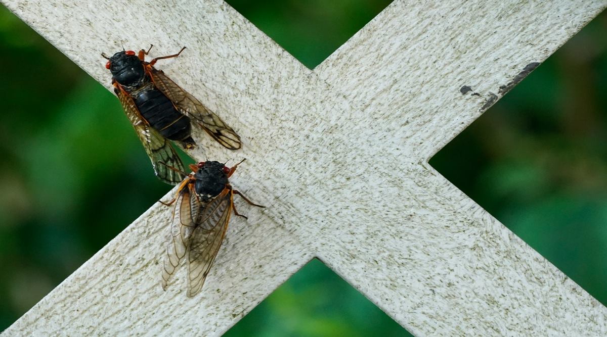 Jamming with the cicadas in New Jersey A once in 17 years event