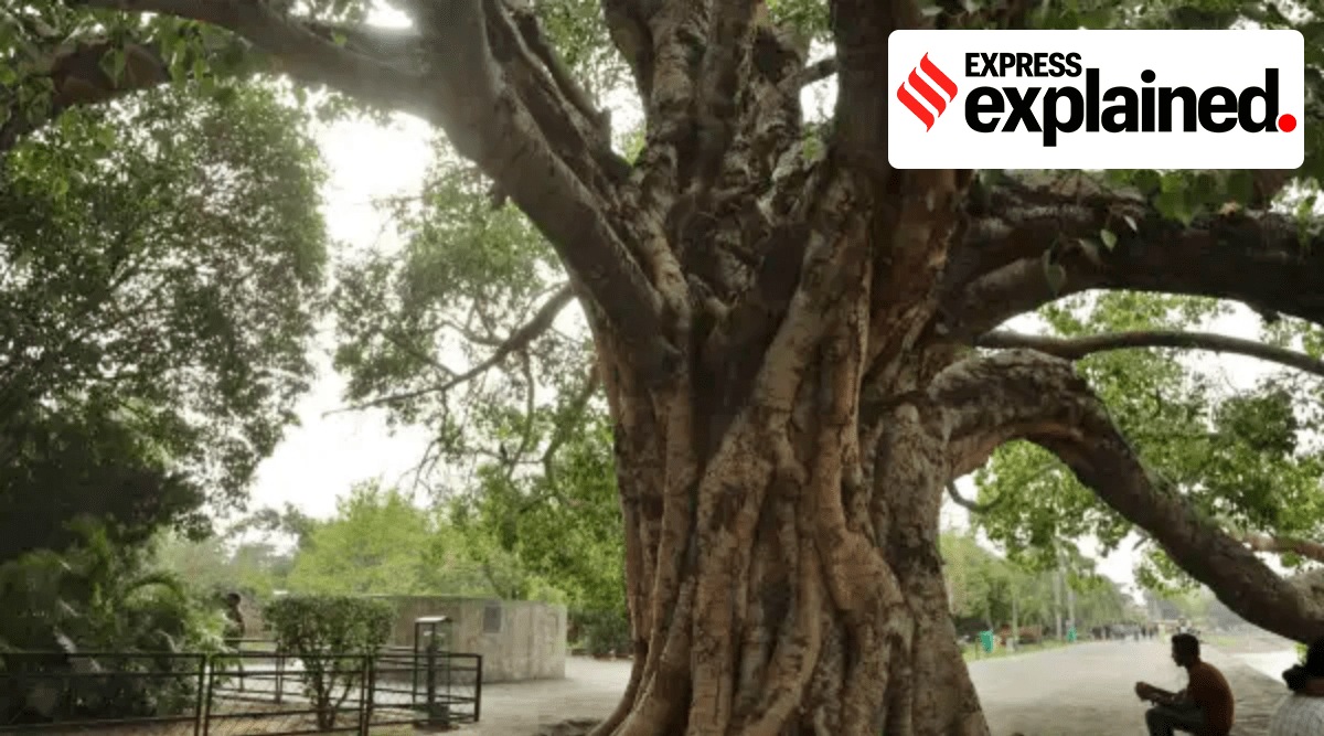 Under the proposed amendment, a tree with an estimated age of 50 years or more shall be defined as a heritage tree. It may belong to specific species, which will be notified from time to time. (Express Archives)
