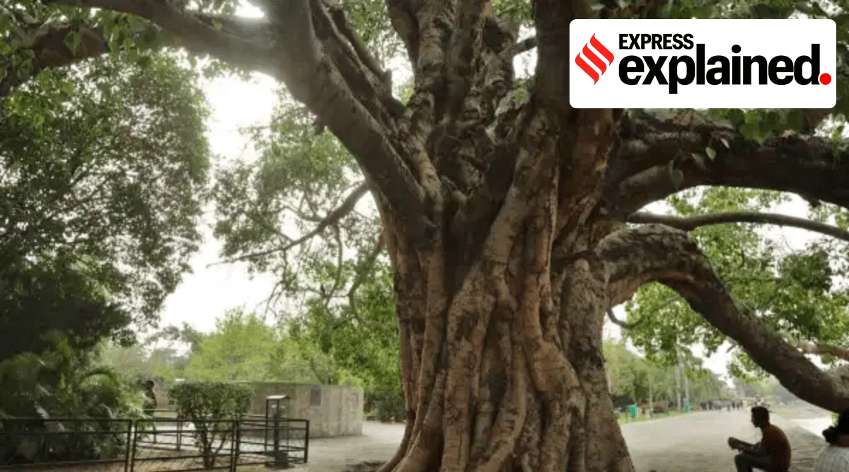 Under the proposed amendment, a tree with an estimated age of 50 years or more shall be defined as a heritage tree. It may belong to specific species, which will be notified from time to time. (Express Archives)