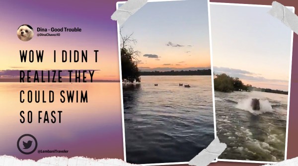 hippo chases tourists, hippo chase tourists in water, hippo chases tourists boat, tourists chased by hippo kenya, zambia hippo chases tourist, viral video, odd news, indian express