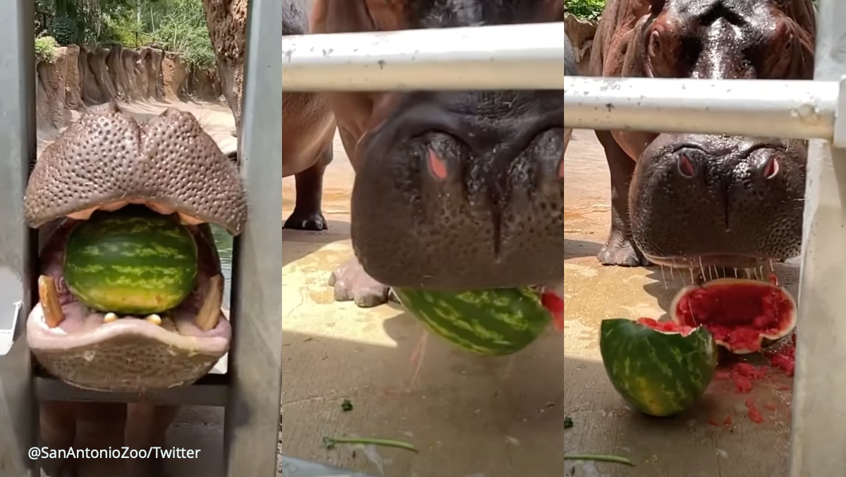 hippo crushes watermelon, hippopotamus crushes watermelon, hippopotamus watermelon, Timothy the hippo, watermelons, san Antonio zoo, Timothy San Antonio zoo, viral videos, trending videos, trending news, Indian Express news