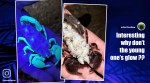 scorpion under black light, scorpion under black light viral video, The Reptile Zoo, viral video, viral insect videos, trending, indian express, indian express news