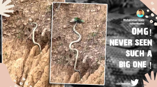 While they are 10 to 13 feet on average, the reptile documented was reportedly one of the longest King Cobra snakes to have been seen in recent times.