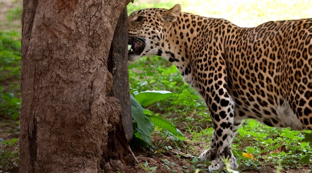 The leopard has returned to the biodiversity park behind the city's Ambazari lake, from where it had possibly come, according to the Forest Department.(Express Photo by Bhupendra Rana/Representational)