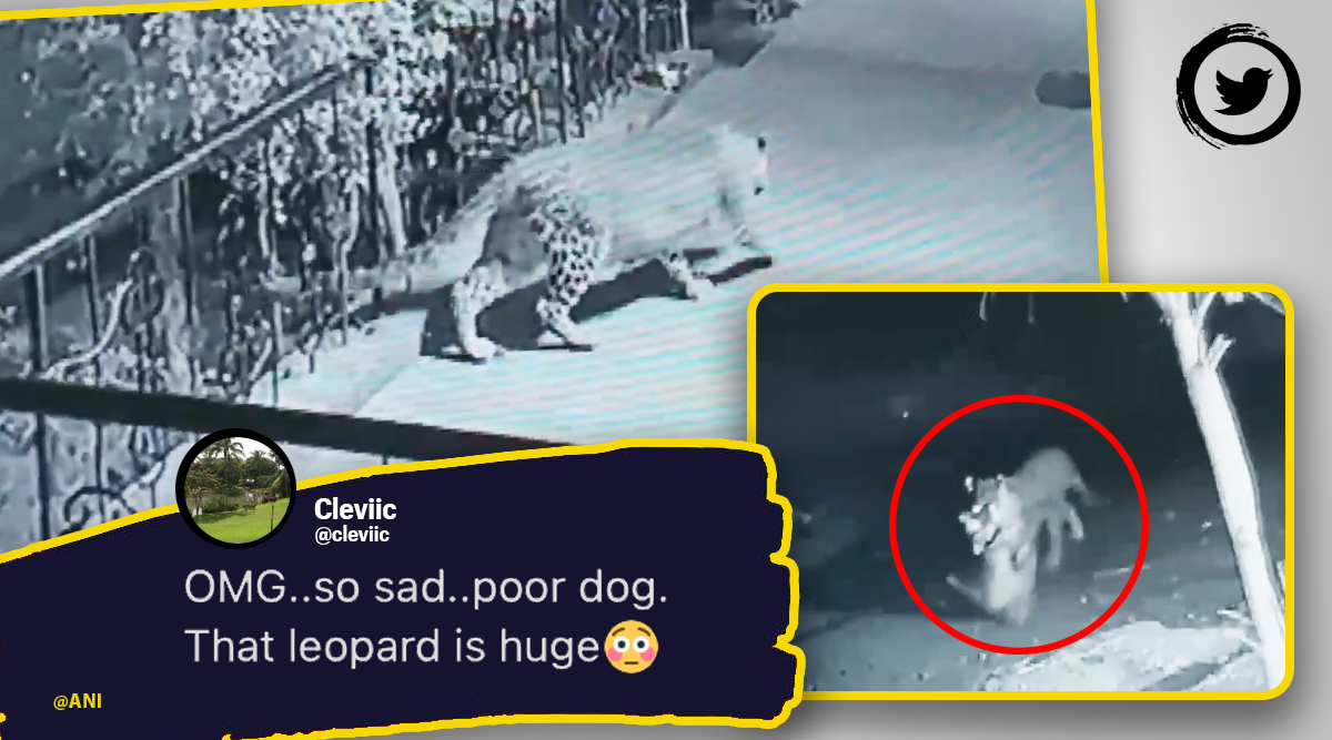 Chilling moment of leopard hunting pet dog in Nashik caught on camera