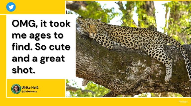 spot the animal challenge, spot the leopard challenge, optical illusion, parveen kaswan animal puzzle, animal hidden in photo challenge, viral news, Indian express