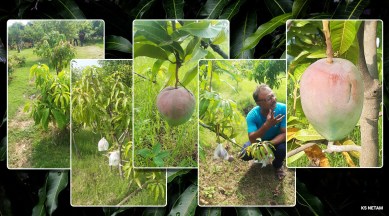 Miyazaki mangoes, MP couple Miyazaki mangoes, what are Miyazaki mangoes, Japan Miyazaki mangoes, most expensive mangoes, tastiest mangoes, trending, news, Indian express news