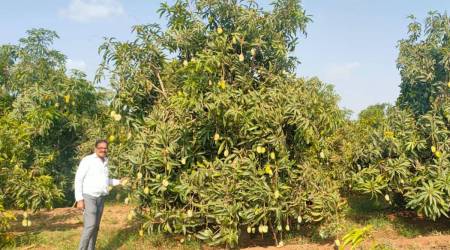 Cyclone impact: Kutch mangoes get a boost as orchards in Saurashtra suffer major damage