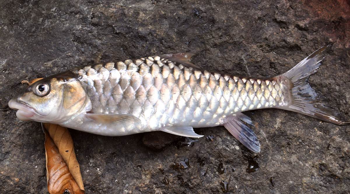 blue-finned-mahseer-out-of-iucn-red-list-india-news-the-indian