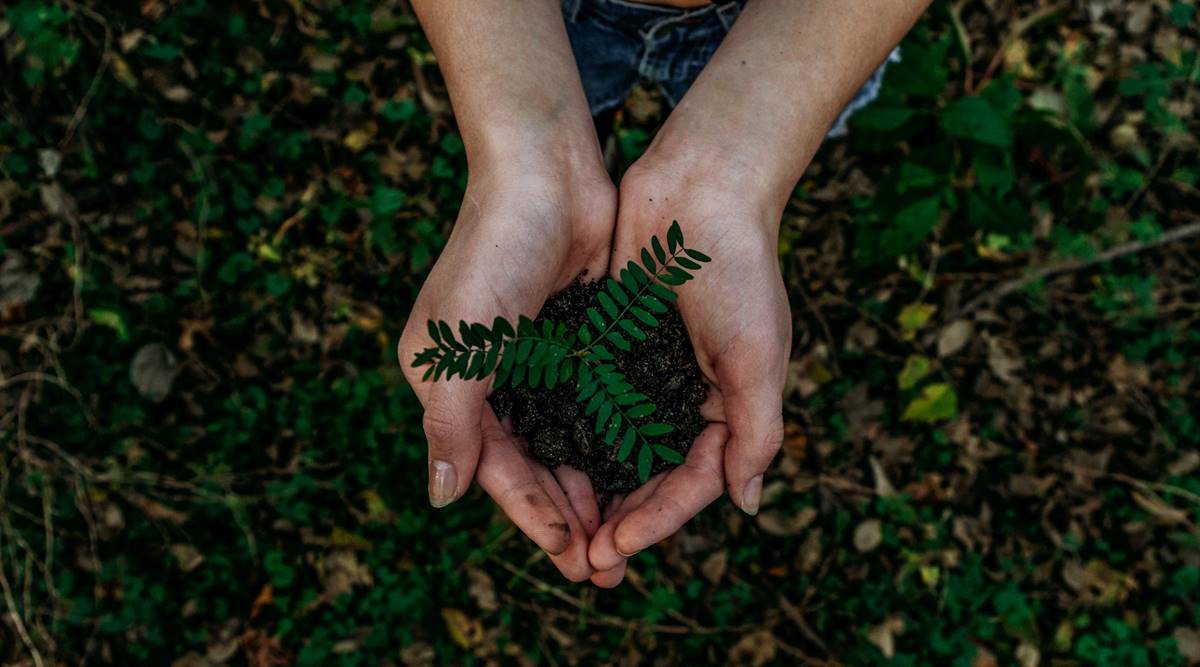 Debendra Dalai, IFS, CCF, said that Chandigarh has preserved 46 per cent of its geographical area under forest and green cover. (Unsplash)