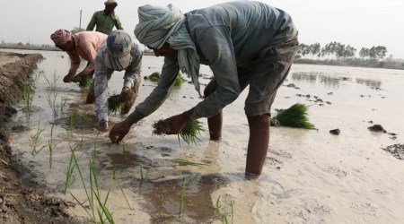 Punjab labourers up in arms as panchayats fix paddy transplantation rates across villages