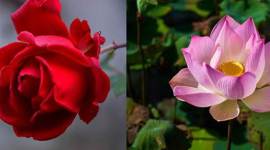 flowers, medicinal properties of flowers, importance of flowers in Ayurveda, health benefits of flowers, flowers used in medicine, Ayurveda, indian express news