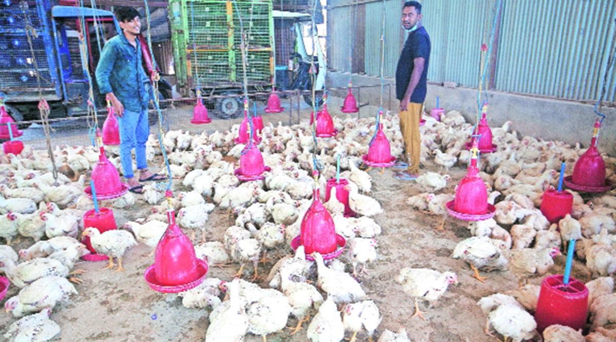 Download Poultry Industry Struggles In Gujarat Retail Prices Of Eggs Chicken Remain High Cities News The Indian Express