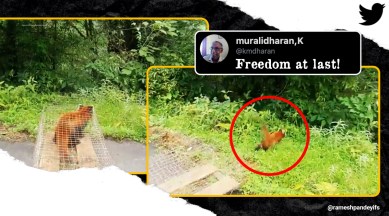 rescued red panda, rescued red panda Arunachal Pradesh, red panda Arunachal Pradesh, red panda, red panda natural habitat, red panda wild, viral videos, trending videos, trending news, Indian Express news