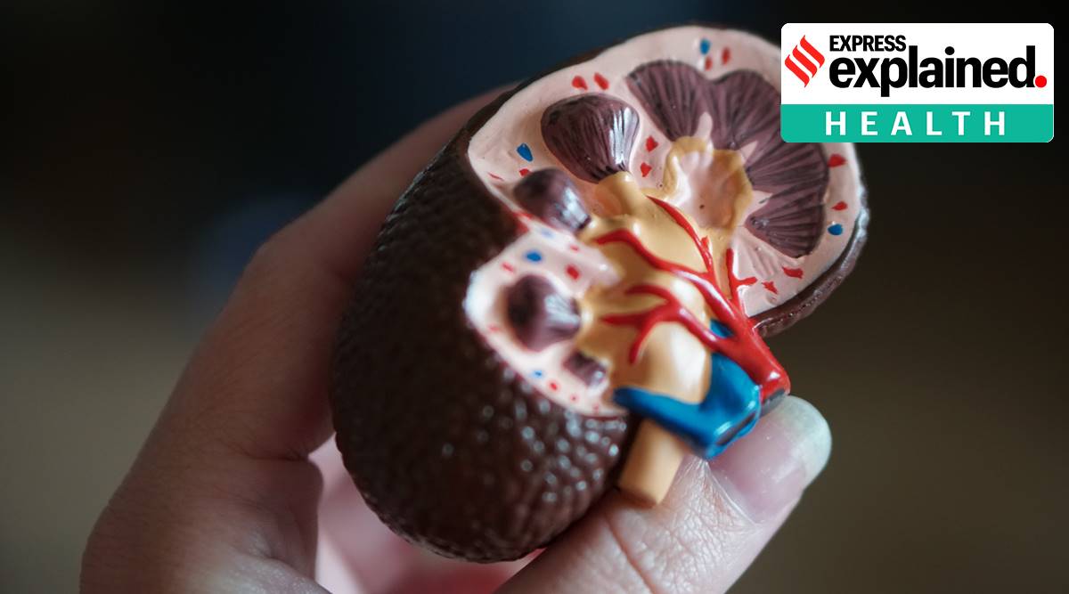 Explained, Explained Health, kidney, COVID-19, coronavirus affecting kidney, kidney diseases, kidney defects, indian express explained
