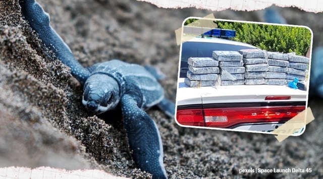 cocaine washed ashore florida beach, patrick space base cocaine, sea turtle surveyor cocaine, odd news, bizarre news, indian express