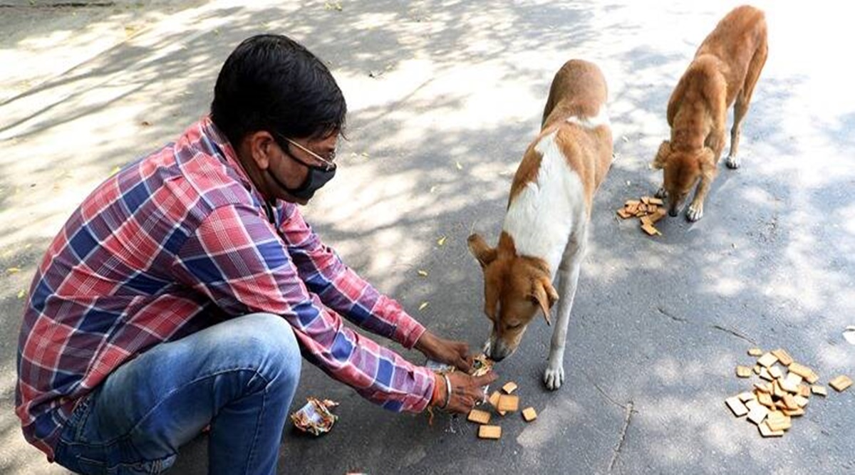 Bengaluru civic body releases Rs 15 lakh to feed stray animals amid Covid  lockdown | Bangalore News