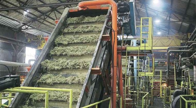 For the current season, mills in Maharashtra have purchased 1,012 lakh tonne cane for which they had paid farmers Rs 25,204.28 crore at the basic FRP rate of Rs 2,850 per tonne for 10 per cent recovery. (File Photo)