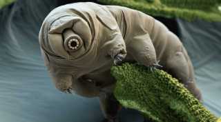 NASA, NASA squids mission, NASA tardigrades mission, ISS, SpaceX, ISS squids, ISS tardigrades, ISS latest mission, Space X mission,