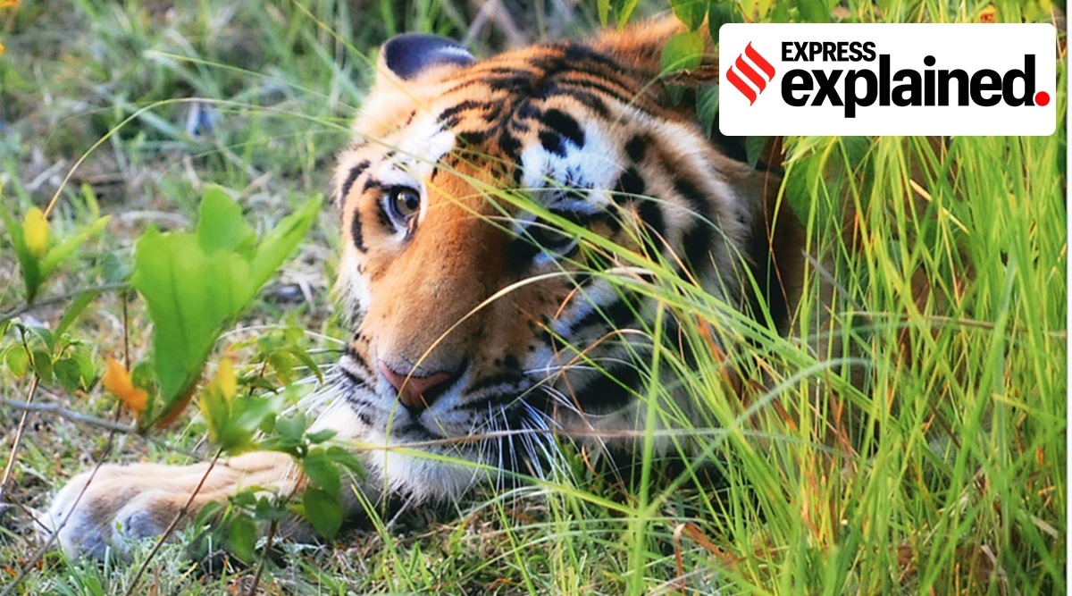A tiger in Corbett, and the Tiger Reserve during the monsoon. (Photo: A G Ansari)