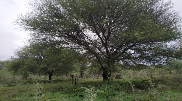 In the public notice issued on June 14, the forest department has sought objections before June 24, while the activists have demanded that the decision be scrapped. (Express Photo)