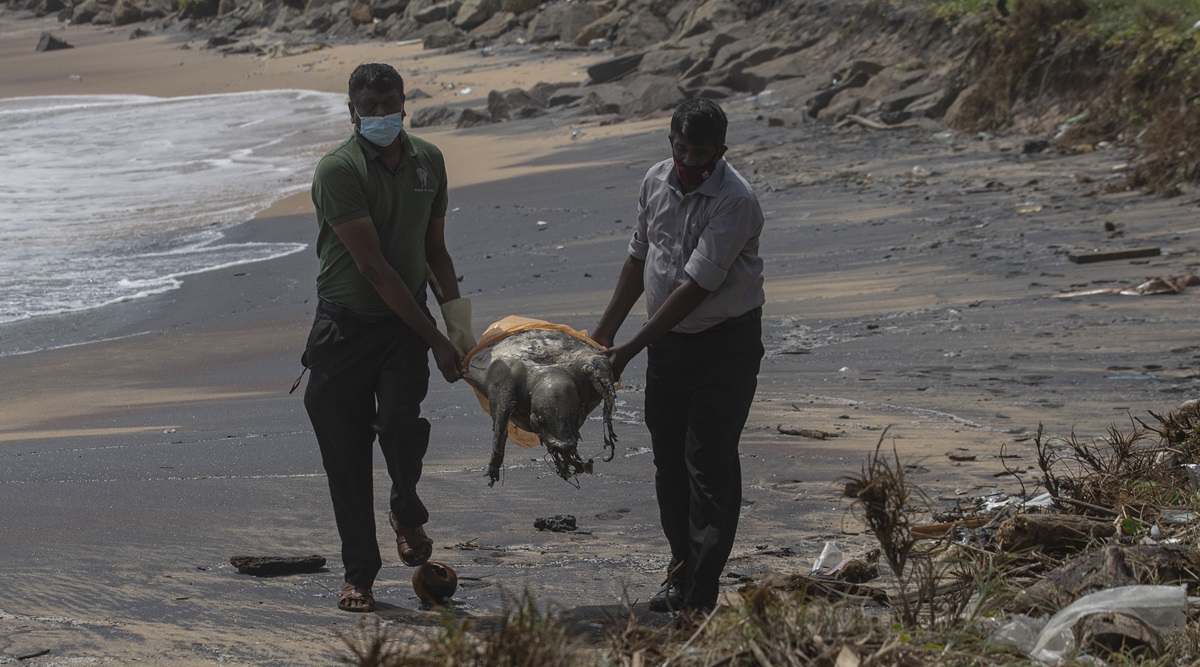 Sri Lankan wildlife workers remove decomposed remains of a turtle from a beach polluted following the sinking of a container ship that caught fire while transporting chemicals off Kapungoda, outskirts of Colombo, Sri Lanka, Monday, June 21, 2021. (AP Photo/Eranga Jayawardena)