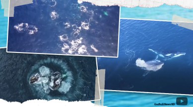 super group whales Australia, super group humpback whales, super group whales, humpback whales Australia, whales Australia, humpback whales, whales, bubble-net feeding, trending videos, trending news, indian express news
