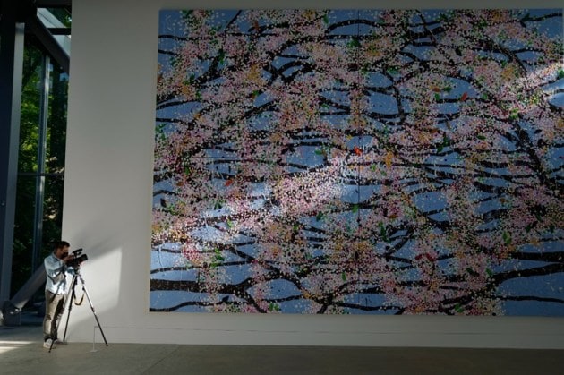 The Cherry Blossoms series