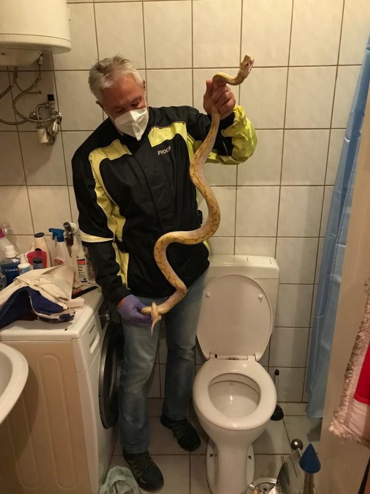 Rajasthan Man Goes to Bathroom to Freshen Up, Spots 8-Feet-Long Cobra Snake  on Toilet Seat