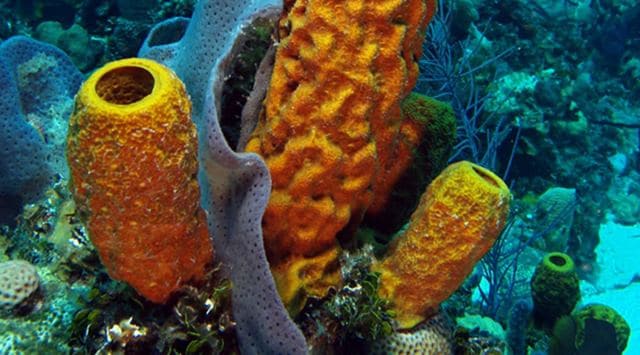 sponge