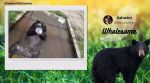 Himalayan black bear paying with block of ice, Siliguri, West Bengal, Himalayan black in pool of water, Himalayan black bear viral video, Trending news viral video, viral news, Indian Express news