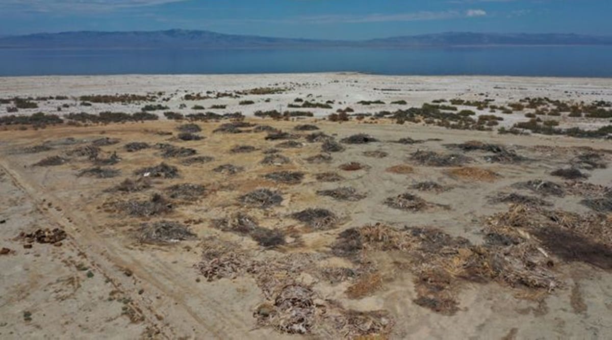 An aerial view shows dead palm trees on the beach near the Salton Sea