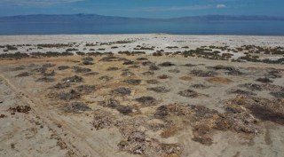 An aerial view shows dead palm trees on the beach near the Salton Sea
