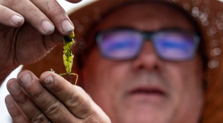 Caulerpa, an evasive alga