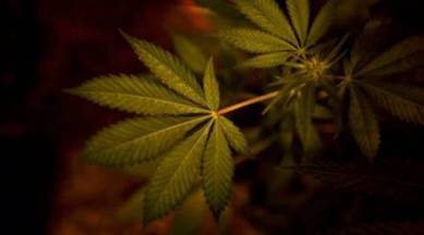 Cannabis plant