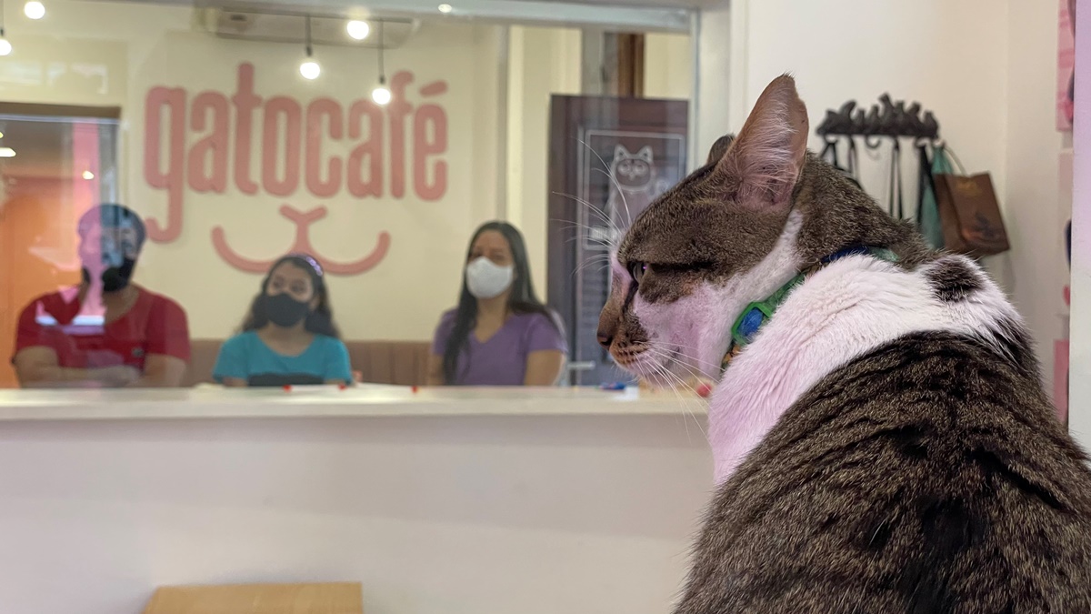 Cat in Gato cafe.