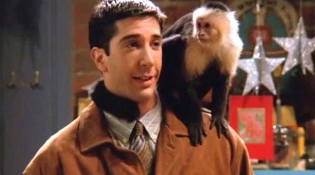 David Schwimmer, David Schwimmer friends, David Schwimmer monkey