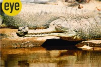 Gharial