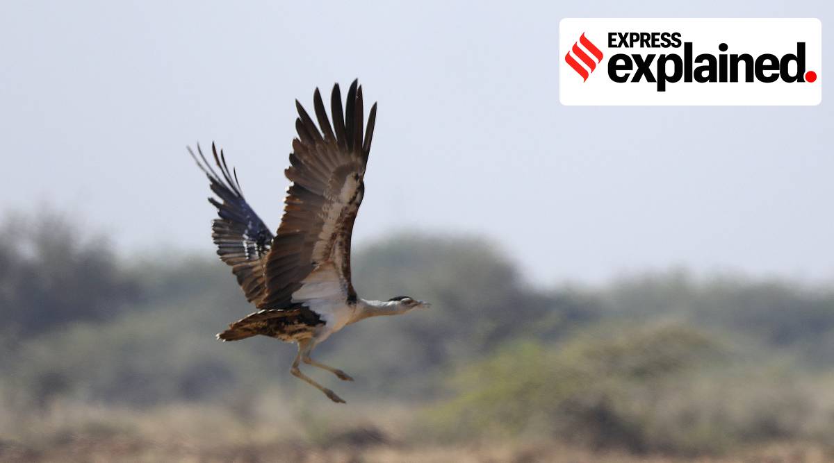 The Great Indian Bustards of Kutch: Their habitats, existential threat |  Explained News,The Indian Express