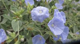 Jaquemontia chuquisacensis