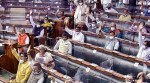 Lok Sabha