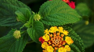 Lantana flower and leaves
