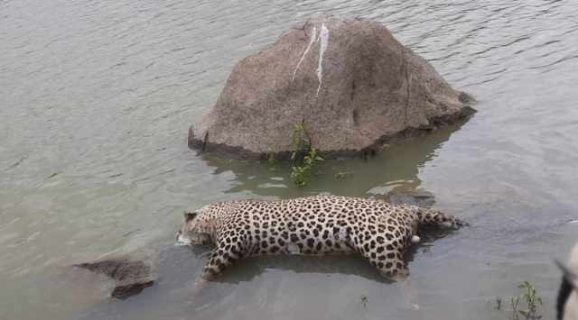 Dead Leopard Floating Telangana: Leopard found floating in pond, cause of death unknown ...