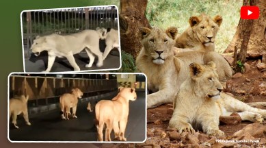 gir lions, gujarat lions roam in streets, lions take over city streets, lions amreli streets, wild animals in city streets, viral video, indian express news